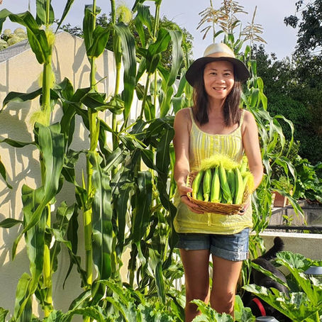 Grow baby Corn 'Snobaby'