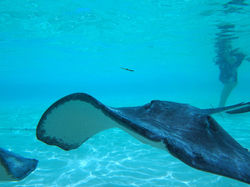 Stingray City in the Cayman Islands