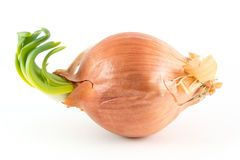 sideways-onion-white-single-background-53405861.jpg