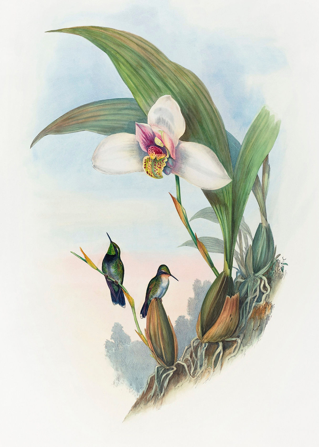 Abeilles Hummingbird