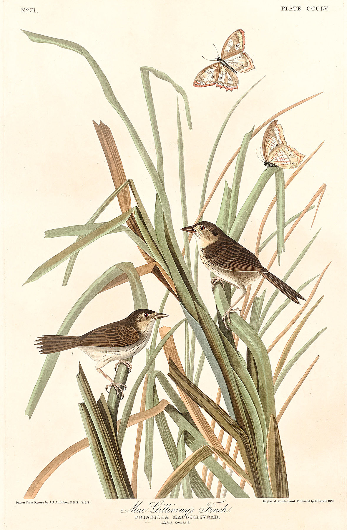 MacGillivrays Finch - Digital File