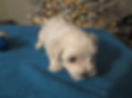 Maltese Puppy Sammy