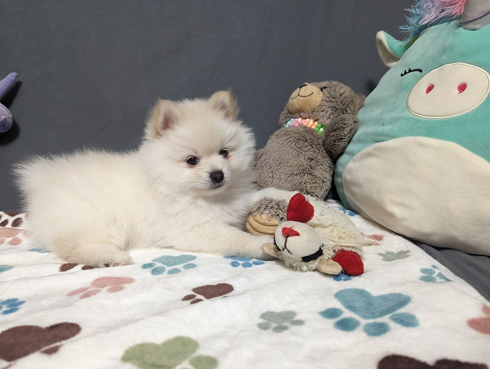 Thumbnail: Maltese Puppy Ernie