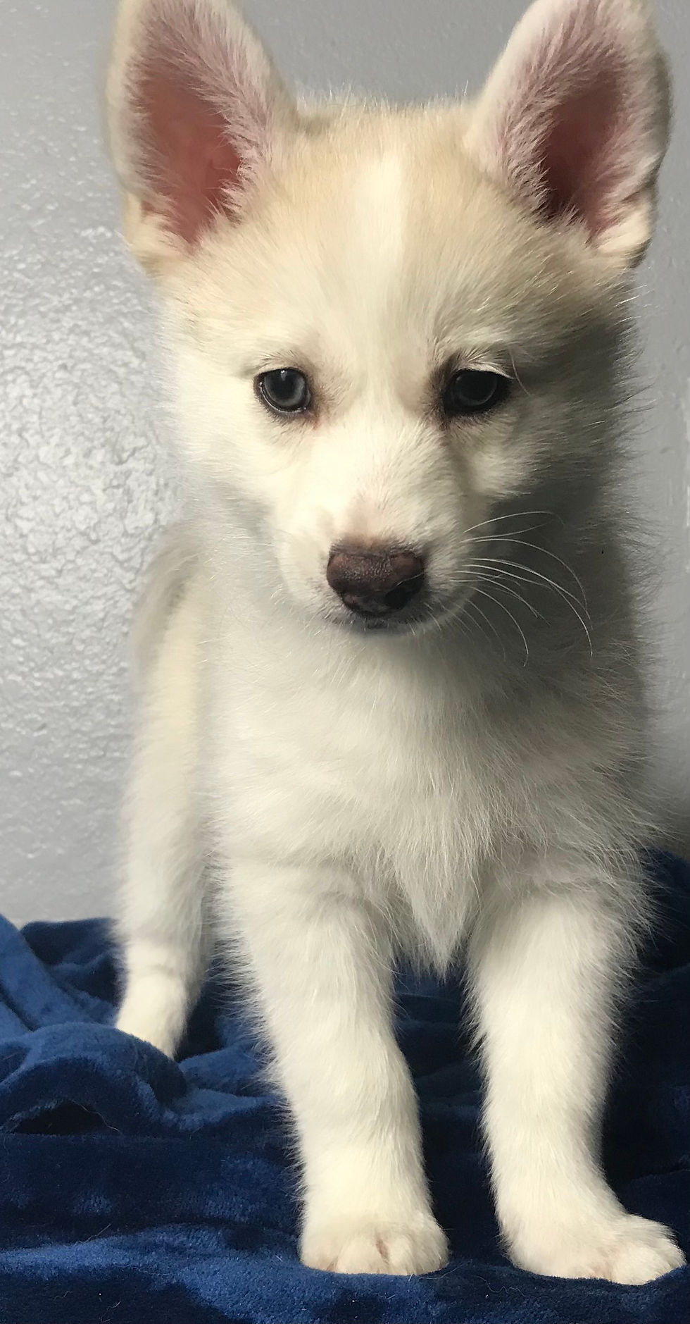 Thumbnail: Pomsky Puppy Max