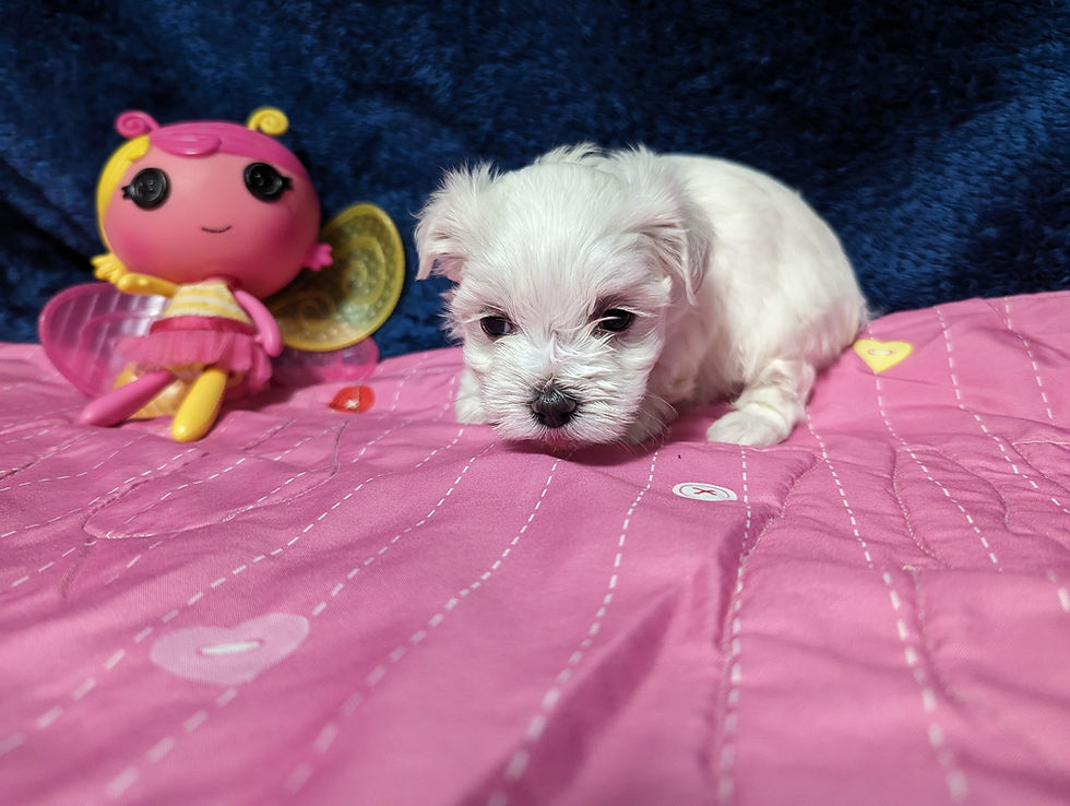 Thumbnail: Maltese Puppy