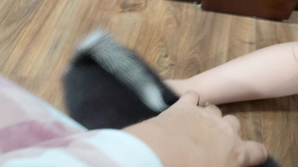 Thumbnail: Pomsky Puppy Kelly