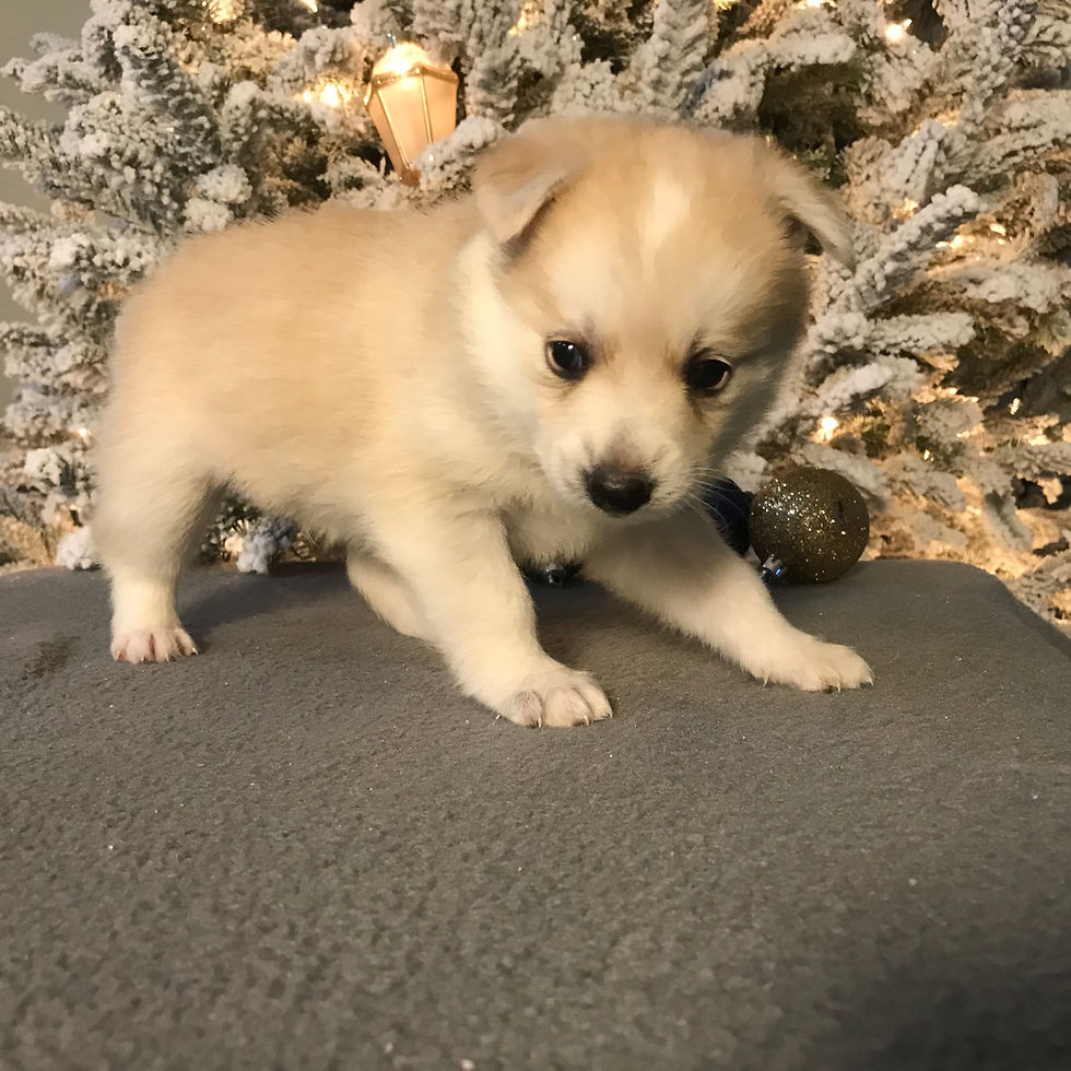 Thumbnail: Pomsky Puppy Pippin