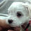 Thumbnail: Maltese Puppy Dennis 4 weeks old