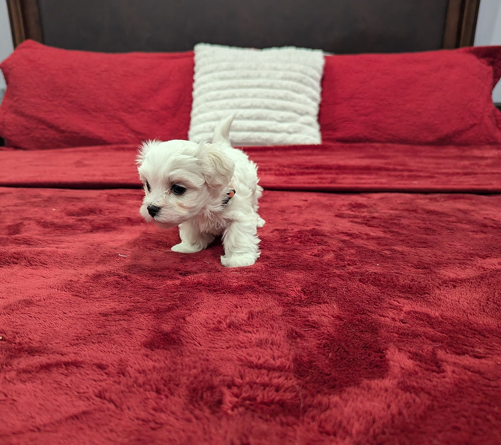 Thumbnail: Maltese Puppy