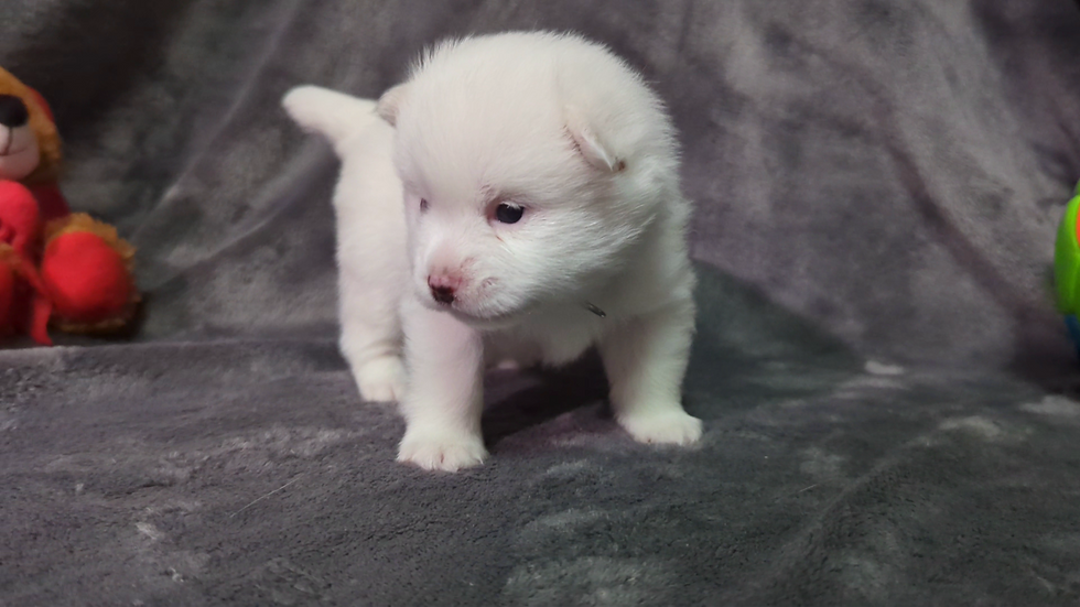 Thumbnail: Pomsky Puppy Snowball
