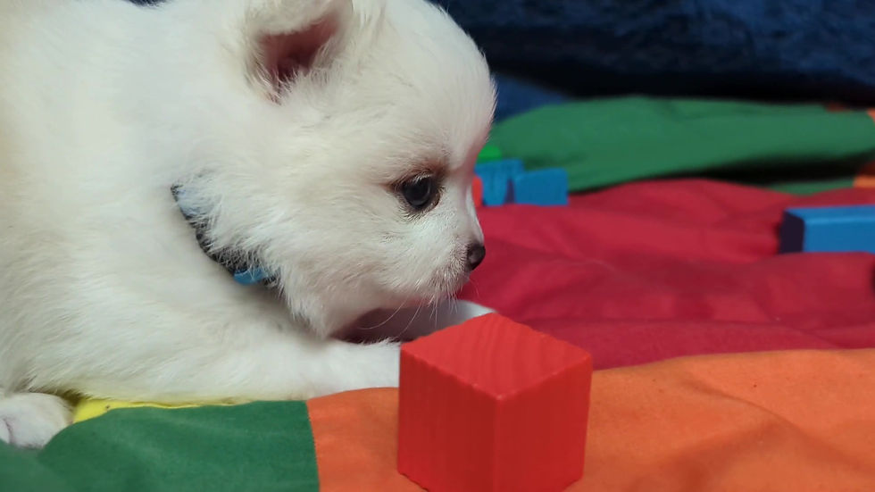 Thumbnail: This is Spot the pomsky puppy.