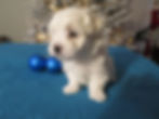 Maltese Puppy Boo
