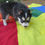 Thumbnail: Pomsky Puppy Ellie