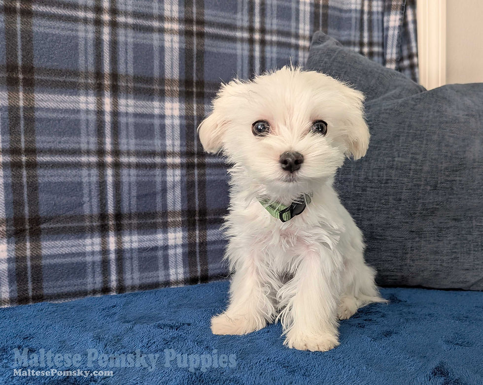 Maltese Puppy