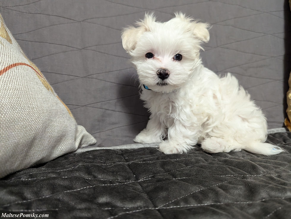 Thumbnail: Maltese Puppy