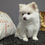 Thumbnail: Pomsky Puppy