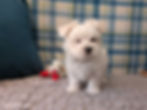 Thumbnail: Maltese Puppy