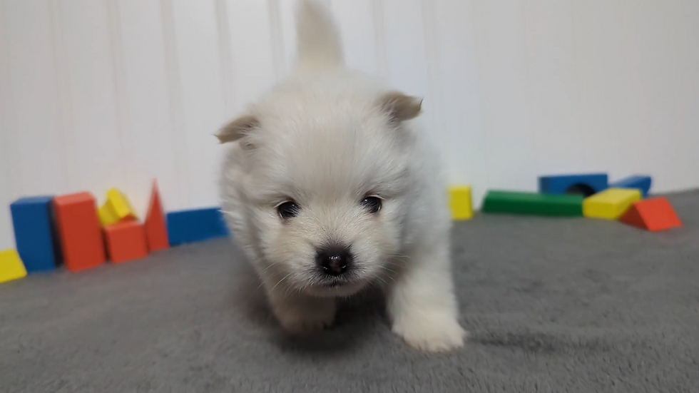 Thumbnail: Maltese Puppy Ernie