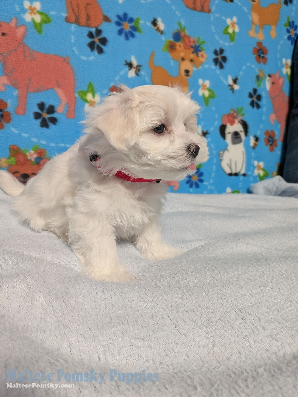 Thumbnail: Maltese puppy