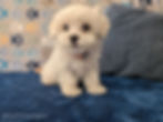 Maltese Puppy