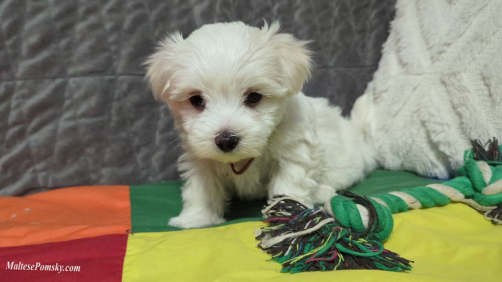 Thumbnail: Maltese Puppy