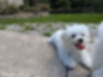 Maltese puppy