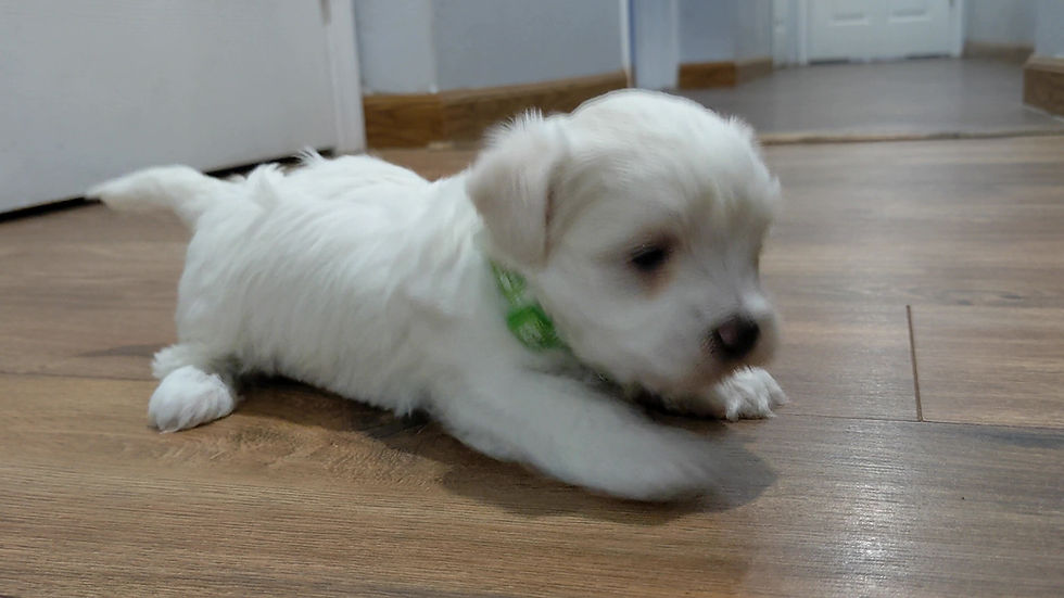 Thumbnail: Maltese Puppy Pickles