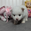 Thumbnail: Pomsky Puppy Caroline