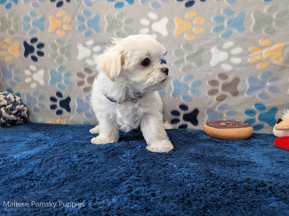 Maltese Puppy