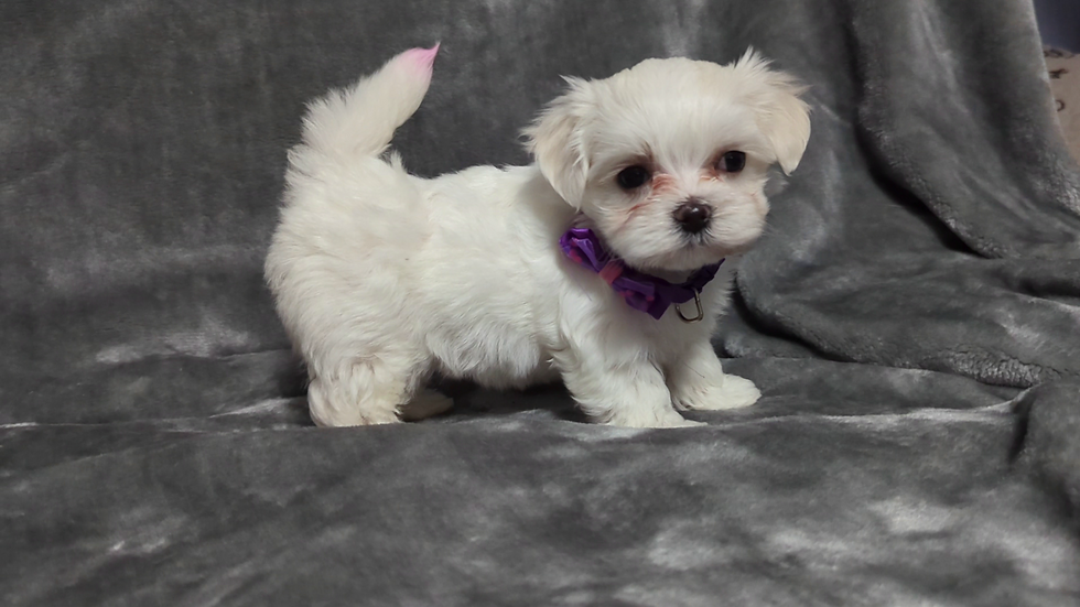 Thumbnail: Maltese Puppy Pearl