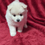 Thumbnail: Pomsky Puppy