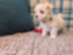 Maltese Puppy