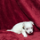 Thumbnail: Maltese Puppy