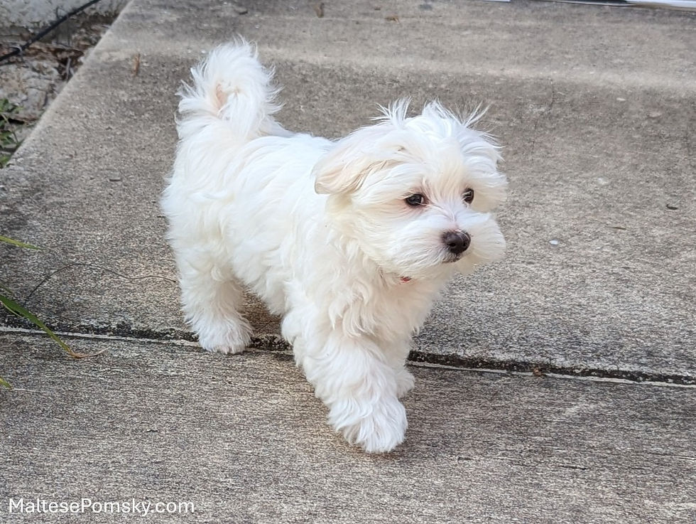 Maltese puppy