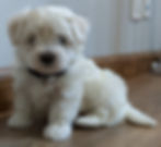 Maltese Puppy Solo