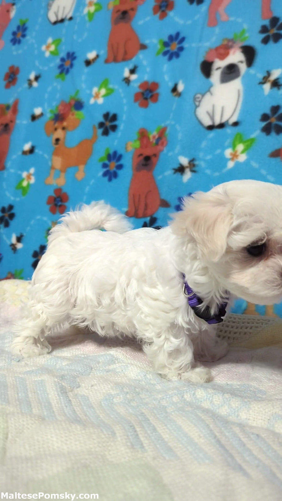 Thumbnail: Cute female Maltese puppy.