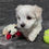 Thumbnail: Maltese Puppy Biff