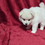 Thumbnail: Pomsky Puppy