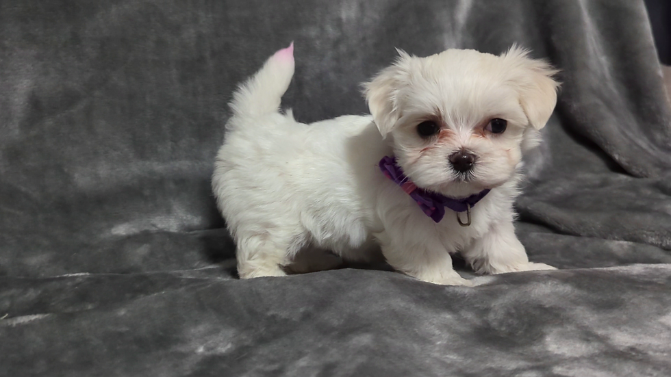 Thumbnail: Maltese Puppy Pearl