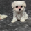Thumbnail: Maltese Puppy Princess