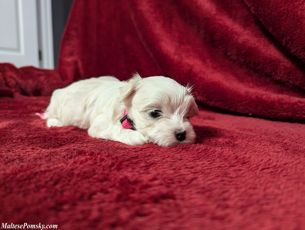 Thumbnail: Maltese Puppy