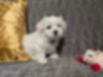Maltese Puppy