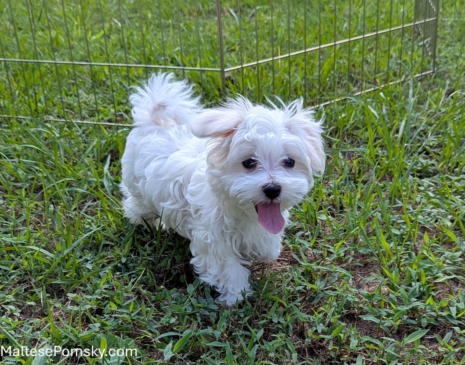 Maltese puppy