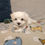 Thumbnail: Maltese puppy