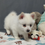 Thumbnail: Pomsky Puppy Bert