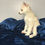 Thumbnail: Pomsky Puppy Tori