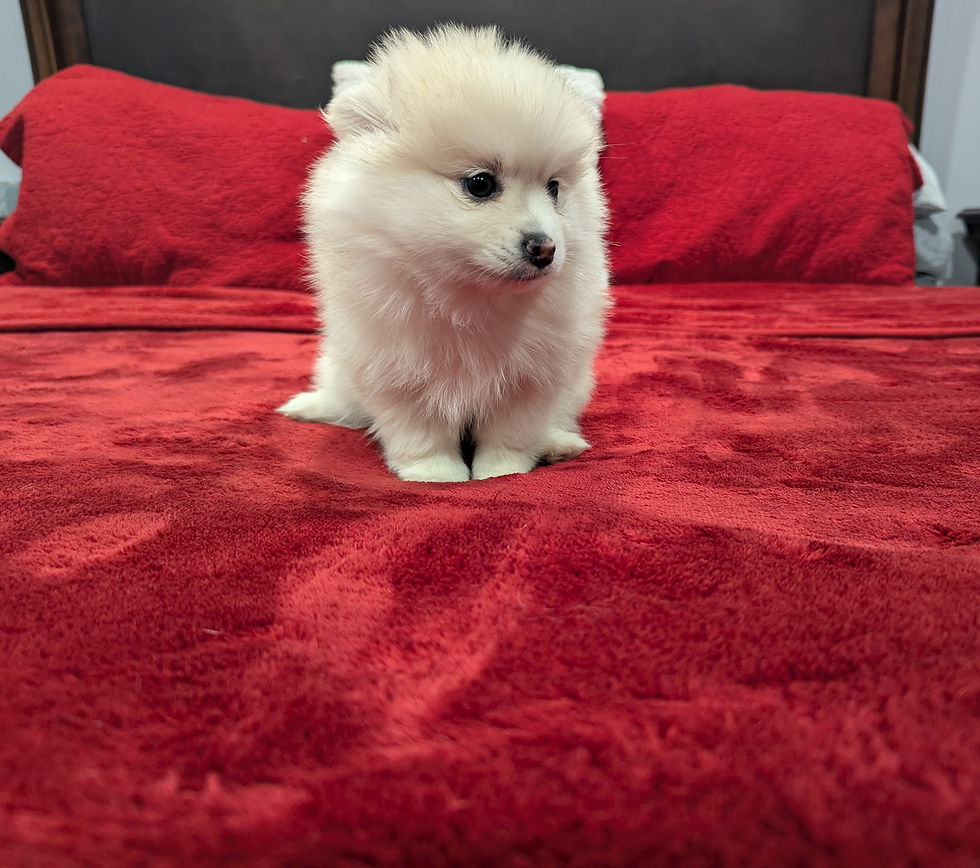Thumbnail: Pomsky Puppy