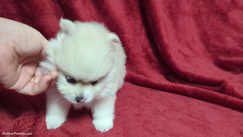 Thumbnail: Pomsky Puppy