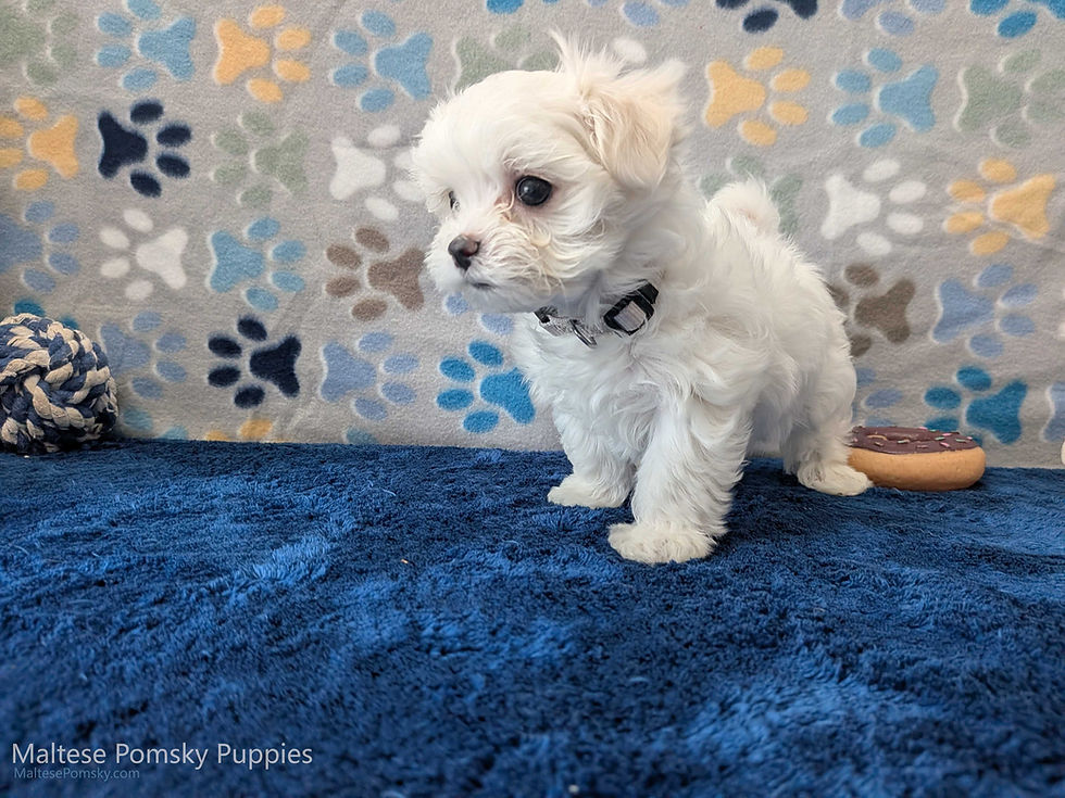 Thumbnail: Maltese Puppy