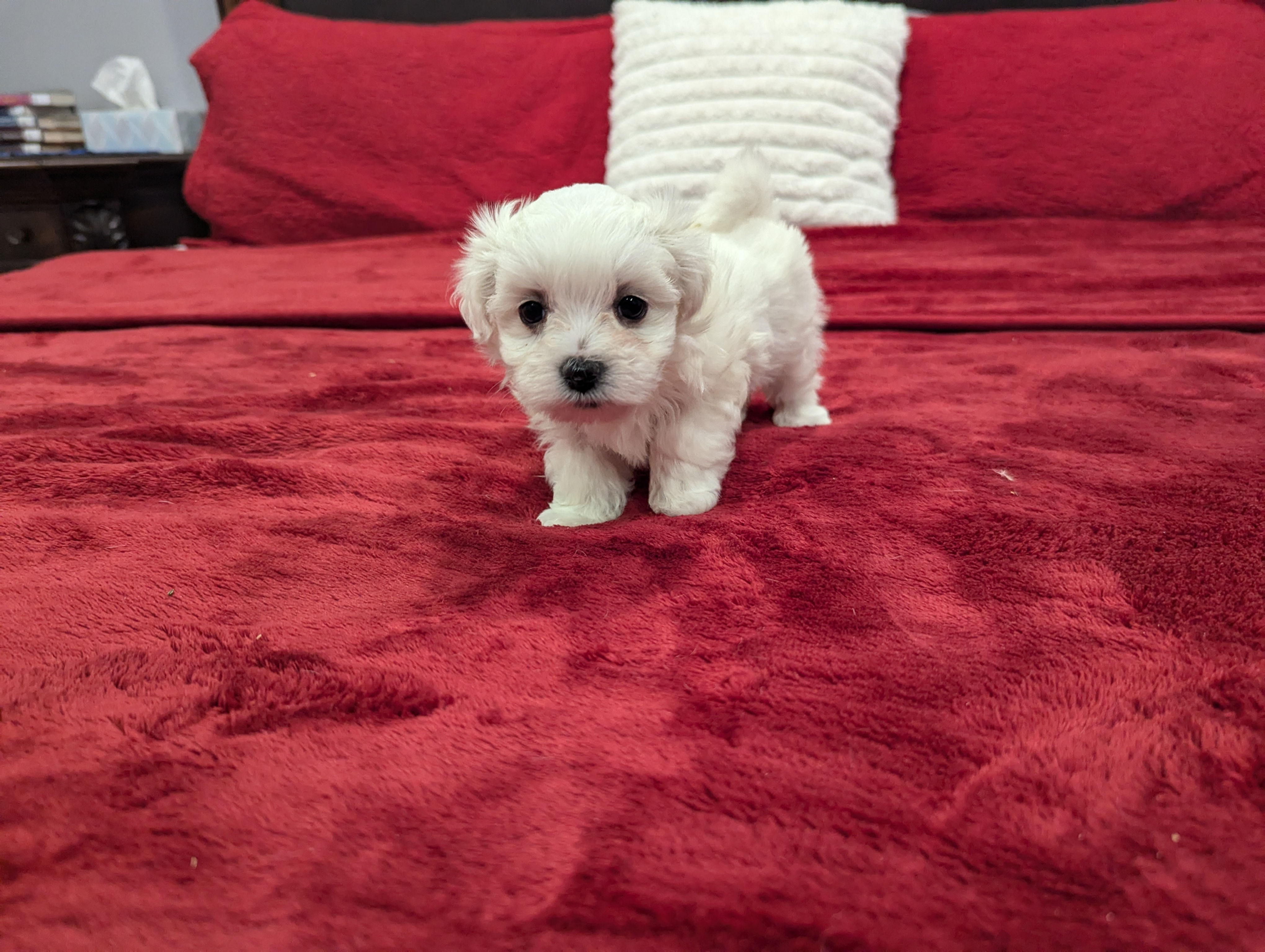Maltese Puppy